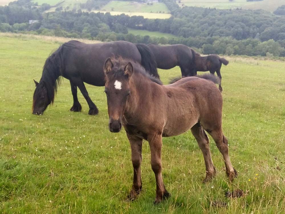 Fell pony foal Rackwood Ruth in the field